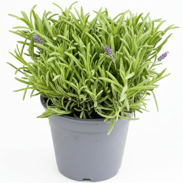 Lavender Herb, Lavandula Dentata - Greenie.ae Dubai UAE Delivery Online Shop