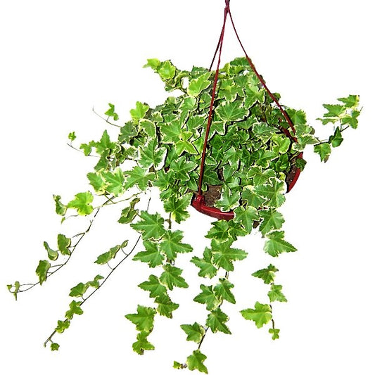 Hedera variegata, Variegated English Ivy - www.Greenie.ae Buy online Best and Healthy Plants and quality products guarantee in Dubai Plants Shop in Dubai Abu Dhabi all over UAE Plants near me Fresh Plants in Dubai where to buy plants in UAE - Greenie.ae