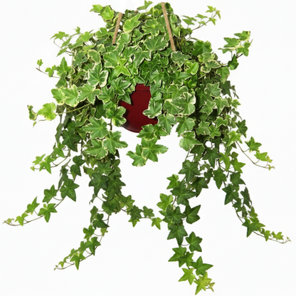 Hedera variegata, Variegated English Ivy