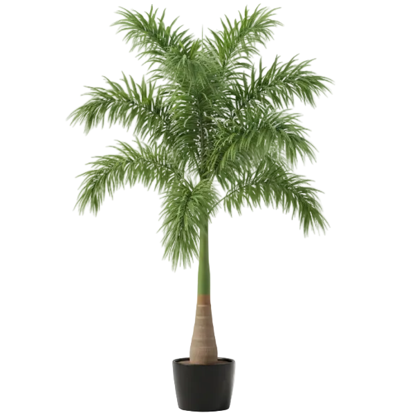 Foxtail Palm, Wodyetia Bifurcata