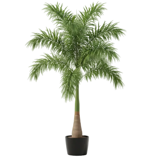 Foxtail Palm, Wodyetia Bifurcata