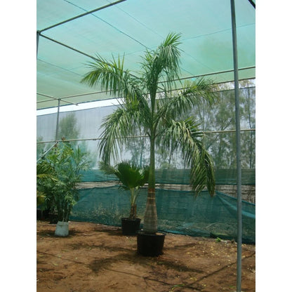 Foxtail Palm, Wodyetia Bifurcata