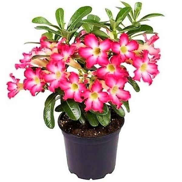 Adenium Obesum, Desert Rose, وردة الصحراء - www.Greenie.ae Buy online Best and Healthy Plants and quality products guarantee in Dubai Plants Shop in Dubai Abu Dhabi all over UAE Plants near me Fresh Plants in Dubai where to buy plants in UAE - Greenie.ae