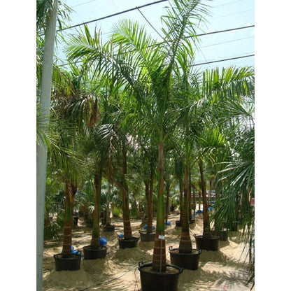 Foxtail Palm, Wodyetia Bifurcata
