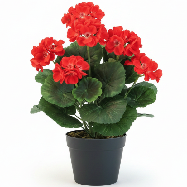 Geranium, Cranesbill