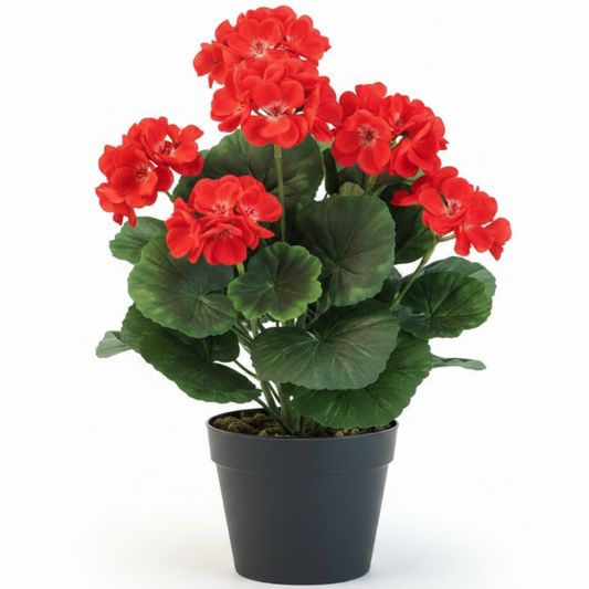Geranium, Cranesbill