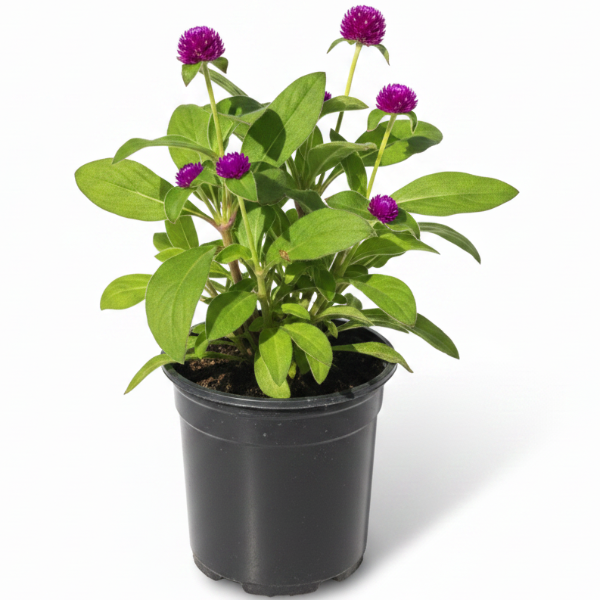 Gompherena Flowers (small)