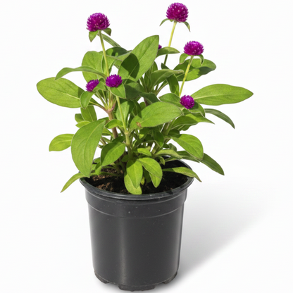 Gompherena Flowers (small)