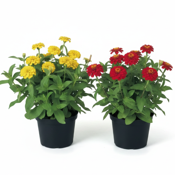 Zinnia Flowers (Small)