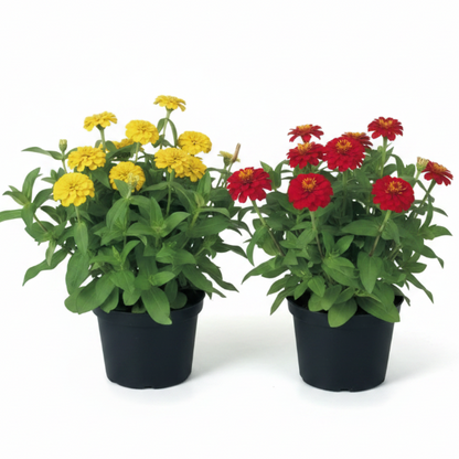 Zinnia Flowers (Small)