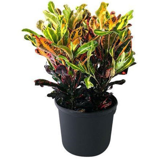 Codiaeum Variegatum, Croton Outdoor Mix - www.Greenie.ae Buy online Best and Healthy Plants and quality products guarantee in Dubai Plants Shop in Dubai Abu Dhabi all over UAE Plants near me Fresh Plants in Dubai where to buy plants in UAE - Greenie.ae