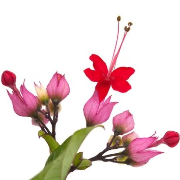 Clerodendrum Thomsoniae, Pink Bleeding Heart Vine - www.Greenie.ae Buy online Best and Healthy Plants and quality products guarantee in Dubai Plants Shop in Dubai Abu Dhabi all over UAE Plants near me Fresh Plants in Dubai where to buy plants in UAE - Greenie.ae