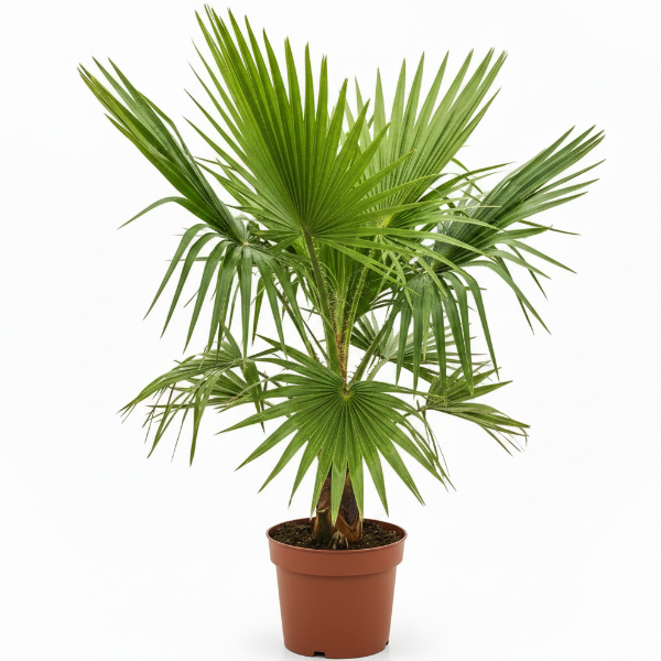 Mexican Fan Palm, Washingtonia Robusta - Greenie.ae Dubai UAE Delivery Online Shop