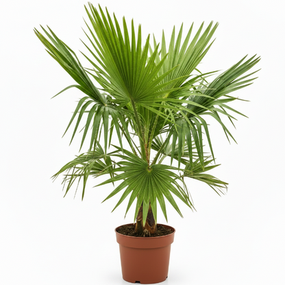 Mexican Fan Palm, Washingtonia Robusta - Greenie.ae Dubai UAE Delivery Online Shop