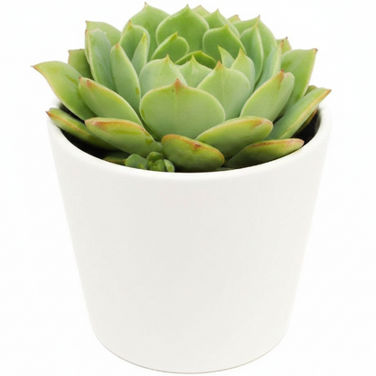 Echeveria succulent