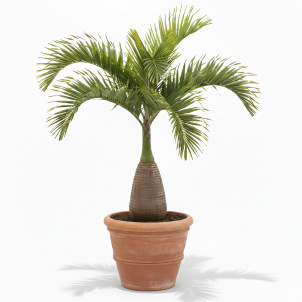 Bottle Palm, Hyophorbe Lagenicaulis