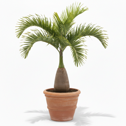 Bottle Palm, Hyophorbe Lagenicaulis