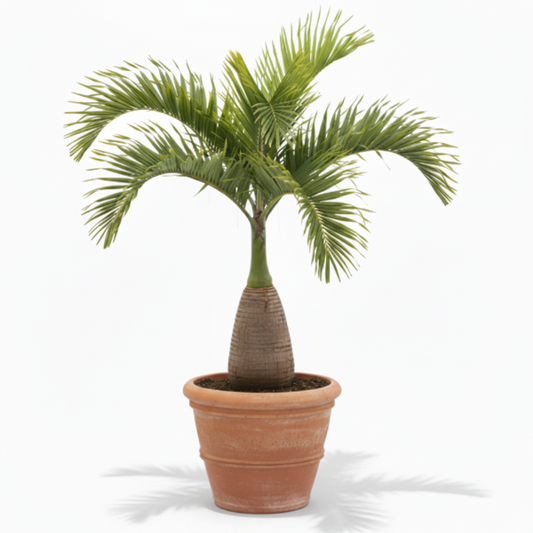 Bottle Palm, Hyophorbe Lagenicaulis