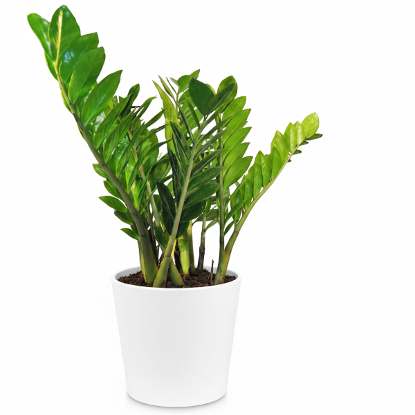 ZZ Plant, Zamioculcas Zamiifolia, Zanzibar Gem