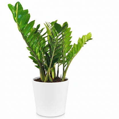 ZZ Plant, Zamioculcas Zamiifolia, Zanzibar Gem