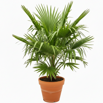 Mexican Fan Palm, Washingtonia Robusta - Greenie.ae Dubai UAE Delivery Online Shop