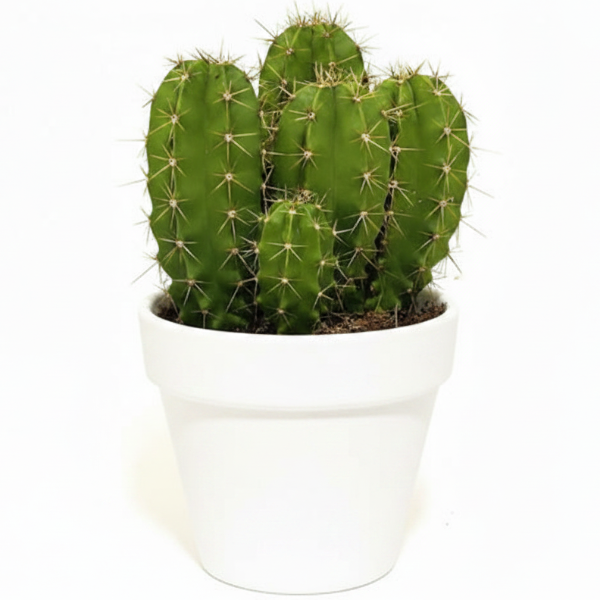 Echino Cactus