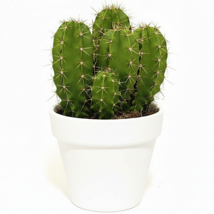 Echino Cactus