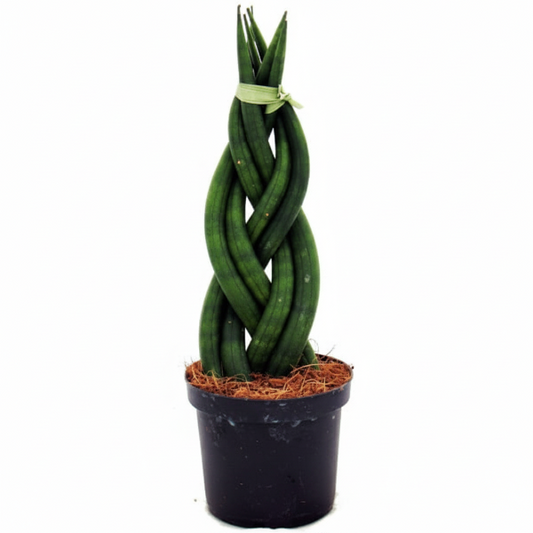 African spear , Sansevieria Cylindrica