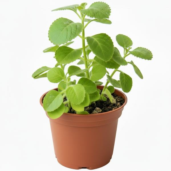 Oregano Cuban, Ajwain, Spanish thyme, Indian borage, Mexican mint - Greenie.ae Dubai UAE Delivery Online Shop