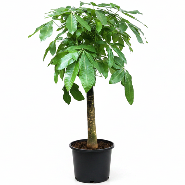 Pachira Aquatica, Money Tree - Greenie.ae Dubai UAE Delivery Online Shop
