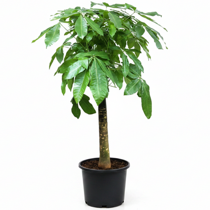Pachira Aquatica, Money Tree - Greenie.ae Dubai UAE Delivery Online Shop