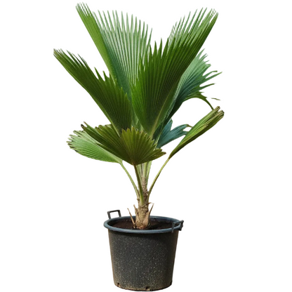 Fiji Fan Palm, Pritchardia Pacifica