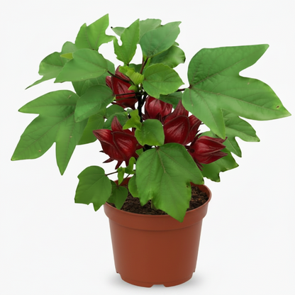 Hibiscus Sabdariffa, Roselle, Karkade