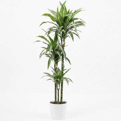 Dracaena Fragrans, Deremensis, Ulises, Ulysses