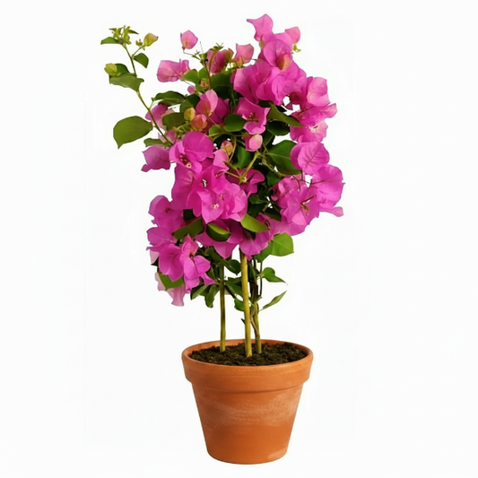 Bougainvillea Spectabilis Pink