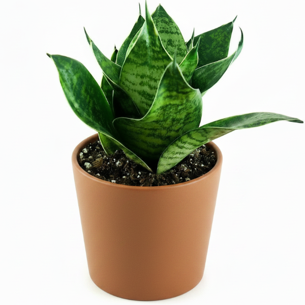 Birds Nest Snake, hahnii, Sansevieria Trifasciata Hahnii
