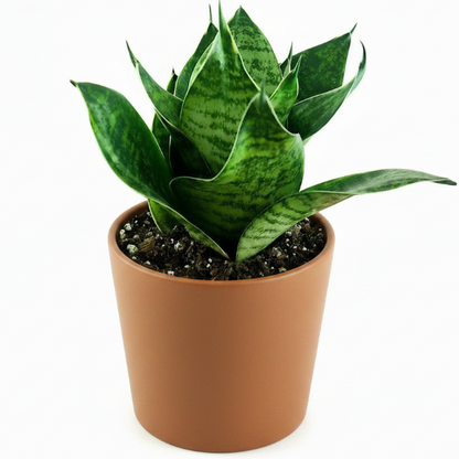 Birds Nest Snake, hahnii, Sansevieria Trifasciata Hahnii