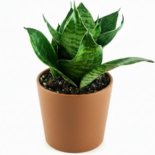 Birds Nest Snake, hahnii, Sansevieria Trifasciata Hahnii