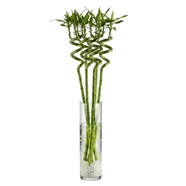 Lucky Bamboo Sticks, Dracaena Sanderiana
