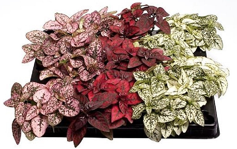 Polka Dot Plant, Hypoestes Phyllostachya Outdoor - www.Greenie.ae Buy online Best and Healthy Plants and quality products guarantee in Dubai Plants Shop in Dubai Abu Dhabi all over UAE Plants near me Fresh Plants in Dubai where to buy plants in UAE - Greenie.ae