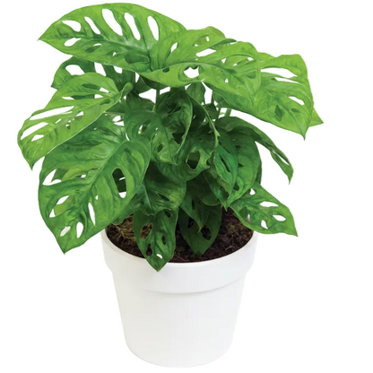 Monstera Adansonii, Swiss Cheese Plant