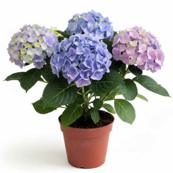 Hydrangea