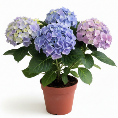 Hydrangea