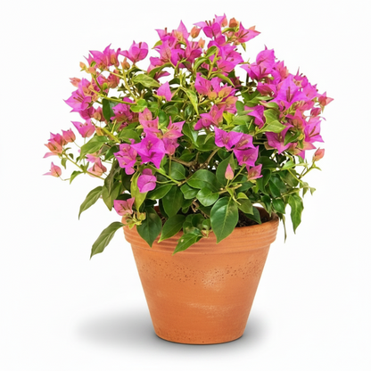 Bougainvillea Pink Pixie