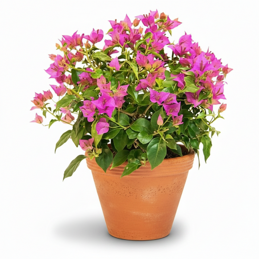 Bougainvillea Pink Pixie