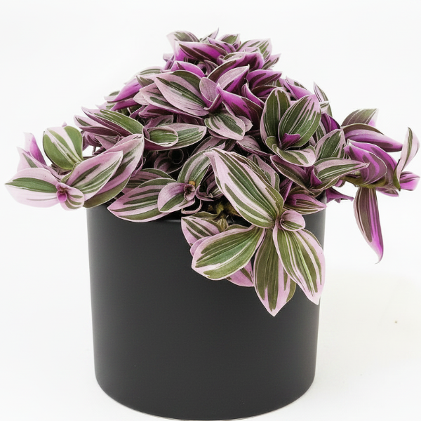 Fantasy Venice, Tradescantia Nanouk