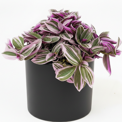 Fantasy Venice, Tradescantia Nanouk