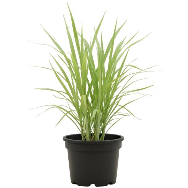 Lemon Grass, Cymbopogon Citratus - Greenie.ae Dubai UAE Delivery Online Shop