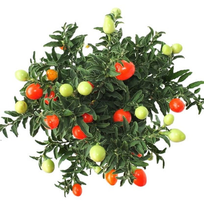 Jerusalem cherry, Solanum pseudocapsicum