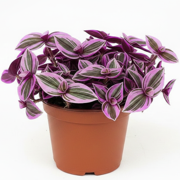 Fantasy Venice, Tradescantia Nanouk